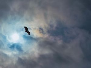 Preview wallpaper eagle, bird, wings, flight, clouds, sky