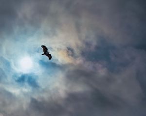 Preview wallpaper eagle, bird, wings, flight, clouds, sky