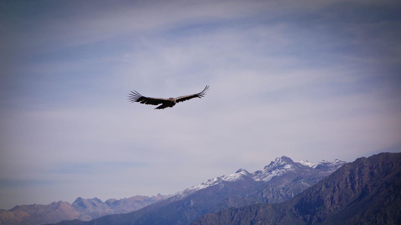 Wallpaper eagle, bird, wings, flight, rocks, sky