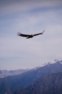 Preview wallpaper eagle, bird, wings, flight, rocks, sky