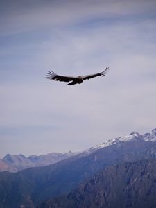 Preview wallpaper eagle, bird, wings, flight, rocks, sky