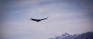 Preview wallpaper eagle, bird, wings, flight, rocks, sky