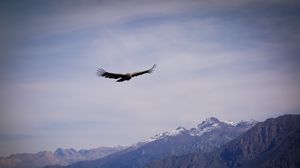 Preview wallpaper eagle, bird, wings, flight, rocks, sky