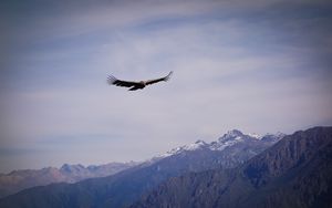 Preview wallpaper eagle, bird, wings, flight, rocks, sky