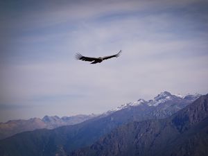 Preview wallpaper eagle, bird, wings, flight, rocks, sky