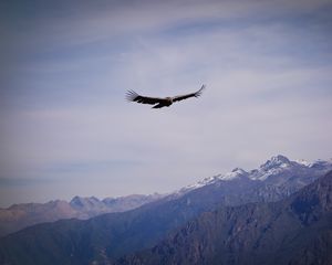 Preview wallpaper eagle, bird, wings, flight, rocks, sky