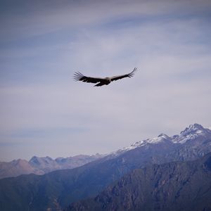 Preview wallpaper eagle, bird, wings, flight, rocks, sky
