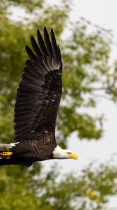 Preview wallpaper eagle, bird, wings, flight, wildlife