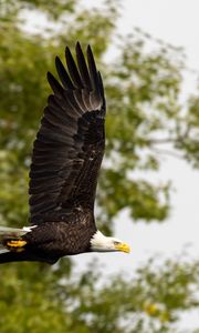 Preview wallpaper eagle, bird, wings, flight, wildlife