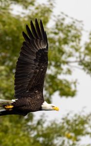 Preview wallpaper eagle, bird, wings, flight, wildlife