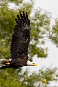 Preview wallpaper eagle, bird, wings, flight, wildlife