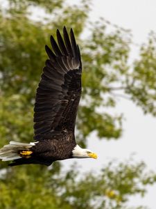 Preview wallpaper eagle, bird, wings, flight, wildlife