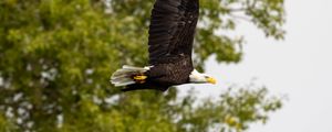 Preview wallpaper eagle, bird, wings, flight, wildlife