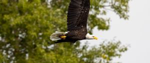 Preview wallpaper eagle, bird, wings, flight, wildlife