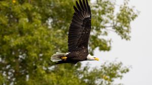 Preview wallpaper eagle, bird, wings, flight, wildlife