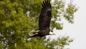 Preview wallpaper eagle, bird, wings, flight, wildlife