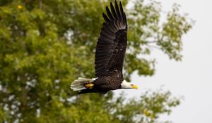 Preview wallpaper eagle, bird, wings, flight, wildlife