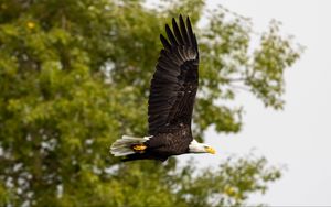 Preview wallpaper eagle, bird, wings, flight, wildlife