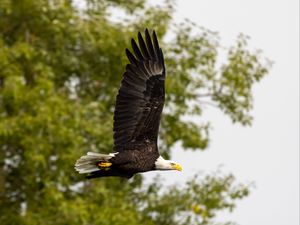 Preview wallpaper eagle, bird, wings, flight, wildlife