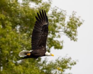 Preview wallpaper eagle, bird, wings, flight, wildlife