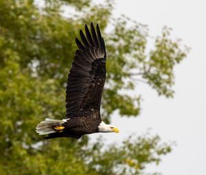 Preview wallpaper eagle, bird, wings, flight, wildlife