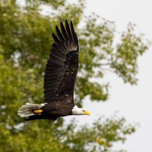 Preview wallpaper eagle, bird, wings, flight, wildlife