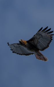 Preview wallpaper eagle, bird, wings, sky, flight