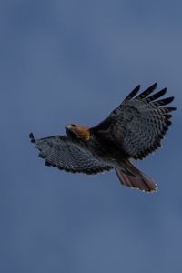 Preview wallpaper eagle, bird, wings, sky, flight