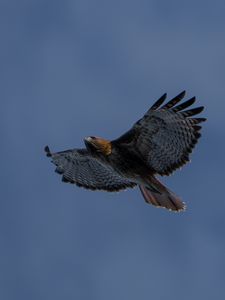 Preview wallpaper eagle, bird, wings, sky, flight