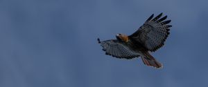 Preview wallpaper eagle, bird, wings, sky, flight