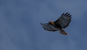 Preview wallpaper eagle, bird, wings, sky, flight