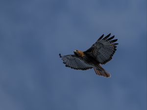 Preview wallpaper eagle, bird, wings, sky, flight