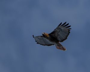 Preview wallpaper eagle, bird, wings, sky, flight