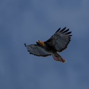 Preview wallpaper eagle, bird, wings, sky, flight