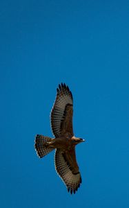 Preview wallpaper eagle, bird, wings, flight, sky
