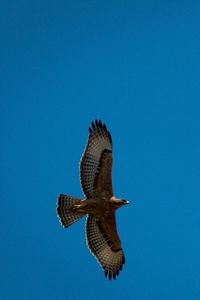 Preview wallpaper eagle, bird, wings, flight, sky