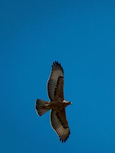 Preview wallpaper eagle, bird, wings, flight, sky