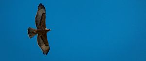 Preview wallpaper eagle, bird, wings, flight, sky