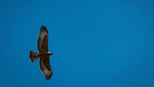 Preview wallpaper eagle, bird, wings, flight, sky