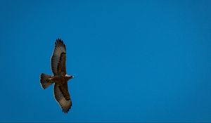 Preview wallpaper eagle, bird, wings, flight, sky