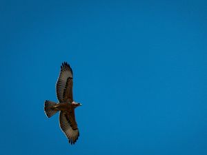 Preview wallpaper eagle, bird, wings, flight, sky