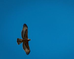 Preview wallpaper eagle, bird, wings, flight, sky