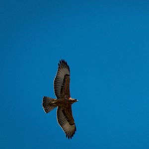 Preview wallpaper eagle, bird, wings, flight, sky
