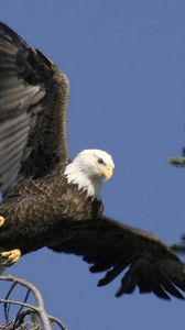 Preview wallpaper eagle, bird, wings, feathers