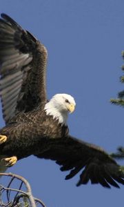 Preview wallpaper eagle, bird, wings, feathers