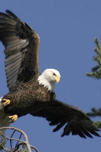 Preview wallpaper eagle, bird, wings, feathers