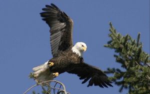 Preview wallpaper eagle, bird, wings, feathers