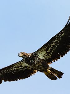 Preview wallpaper eagle, bird, wings, sky, flight, wild