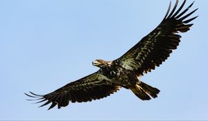 Preview wallpaper eagle, bird, wings, sky, flight, wild