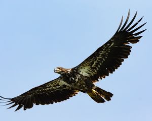 Preview wallpaper eagle, bird, wings, sky, flight, wild